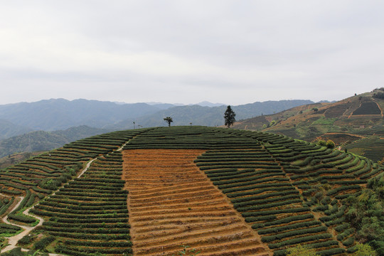 茶山情人树