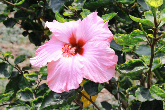 花