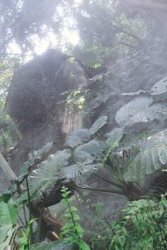 厦门植物园雨林区