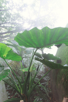 雨林区厦门植物园