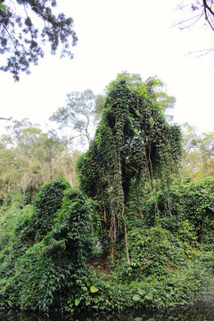 雨林区植物厦门植物园