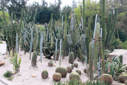 厦门植物园仙人掌