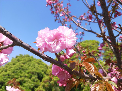 海棠