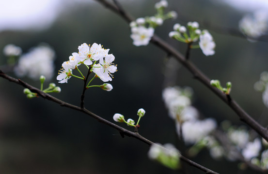 樱花