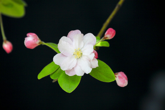 西府海棠花开