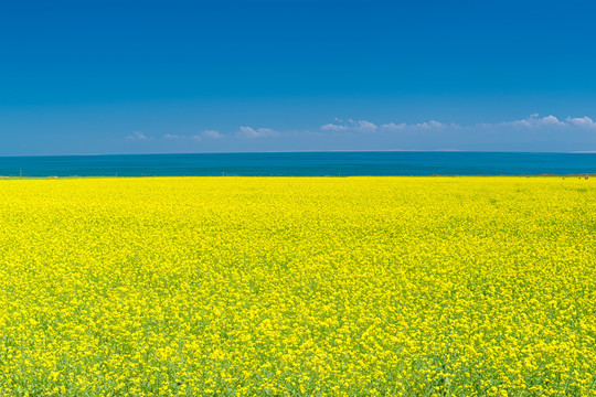 青海油菜花