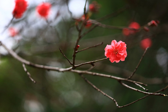 桃花