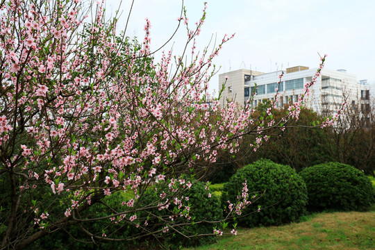 武汉理工大学图书馆