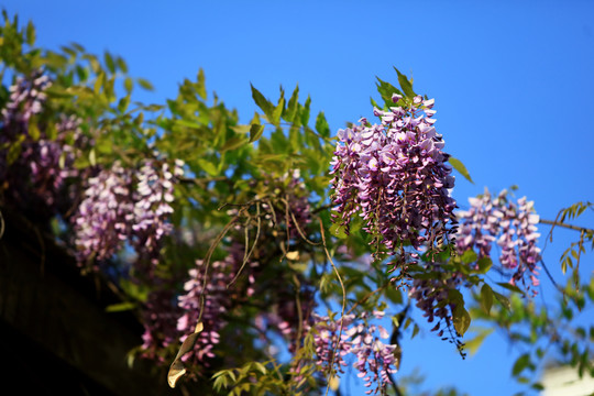 芬芳的紫藤花