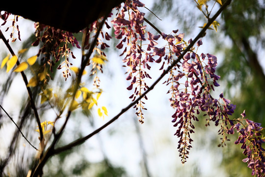 阳光下的紫藤花