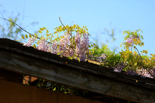 春天的紫藤树