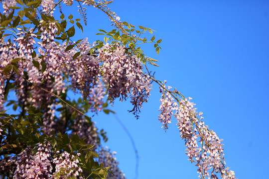 春天的紫藤树