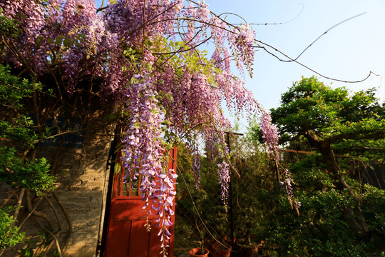 春天里的紫藤花