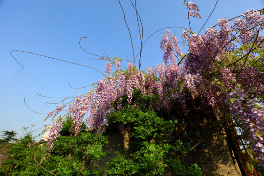 美丽的紫藤花