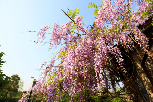 美丽的紫藤花