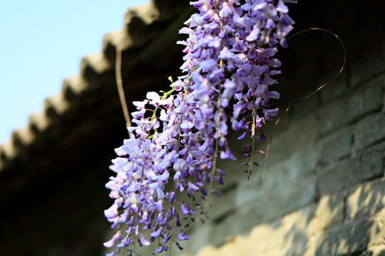 阳光下的紫藤花