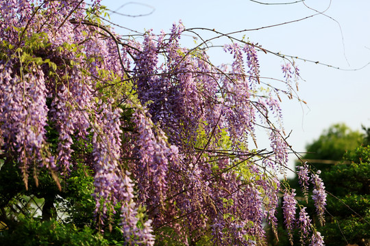春风里的紫藤花