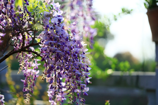 清晨的紫藤花