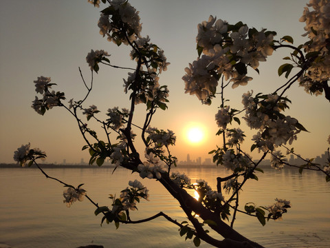 樱花夕阳