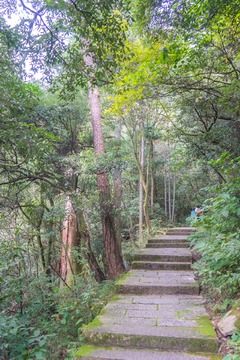 苍天大树