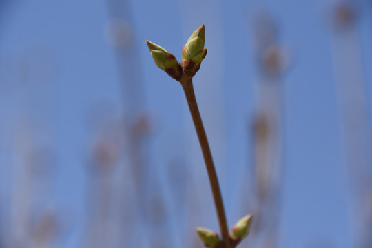 萌芽