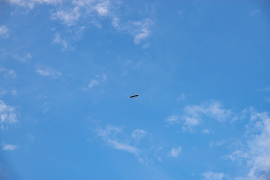 天空飞鸟