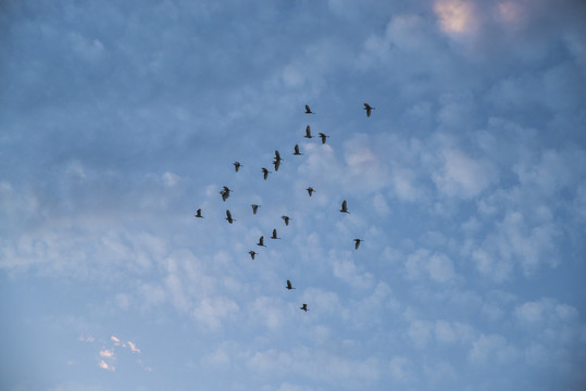 天空飞鸟