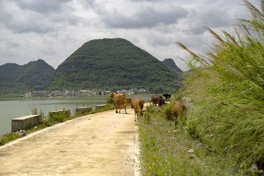 牛走在乡村路上