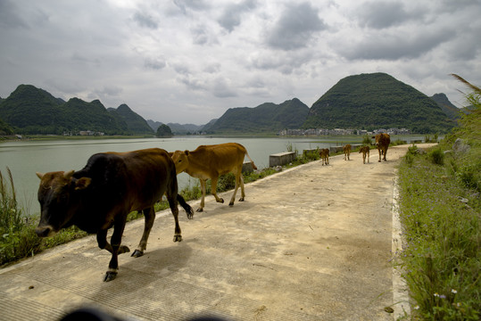 牛走在乡村路上