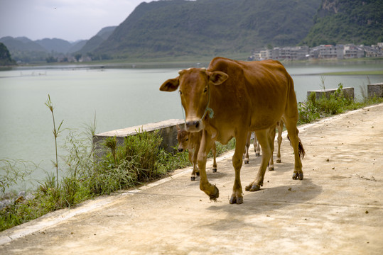 牛走在乡村路上