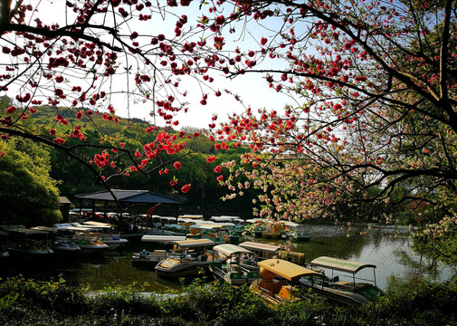 无锡锡惠公园春景