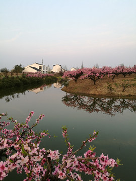 上海奉贤青村吴房村春天黄昏美景