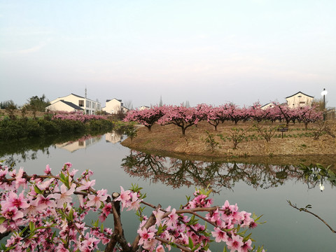 上海奉贤青村吴房村春天黄昏美景