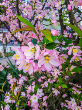 樱花特写