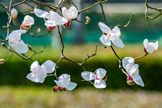 玉兰花