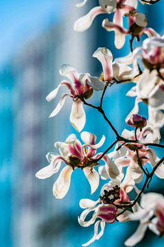 玉兰花