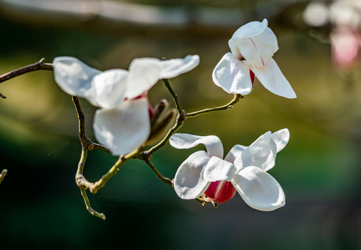 玉兰花