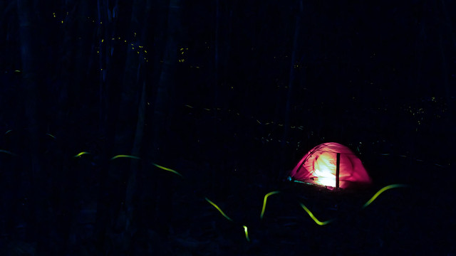 萤火虫帐篷