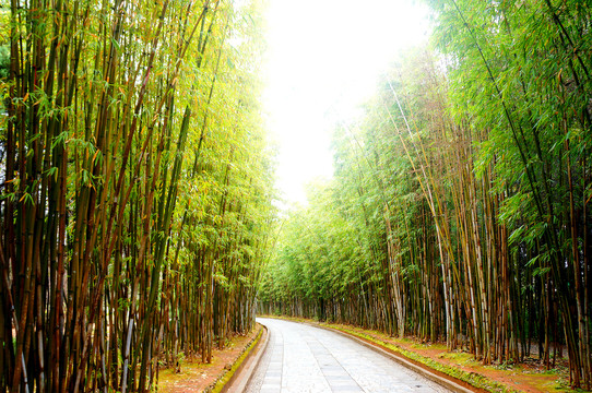 大理蝴蝶泉竹林