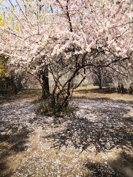 风景   花开花落