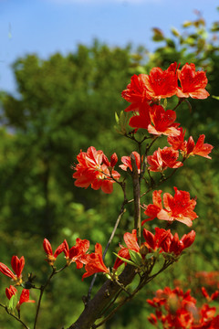 杜鹃花