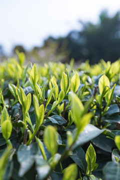 茶树新芽