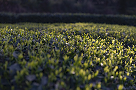 阳光下的茶树新芽