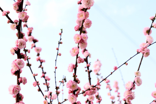 梅花花枝