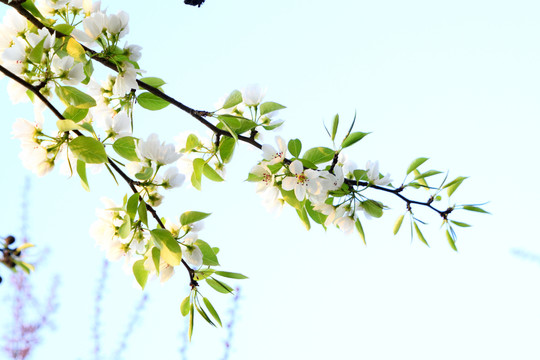 苹果花