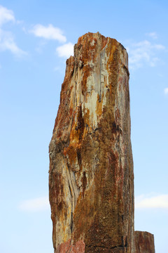 木化石