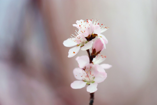 高清桃花