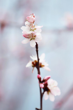 杏花花团锦簇