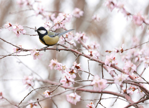 花与雀