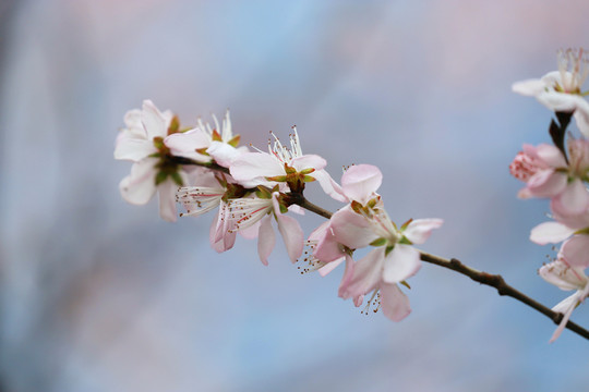 唯美山花